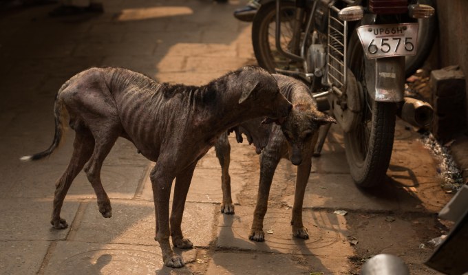 Street Photography – Street Dogs – India