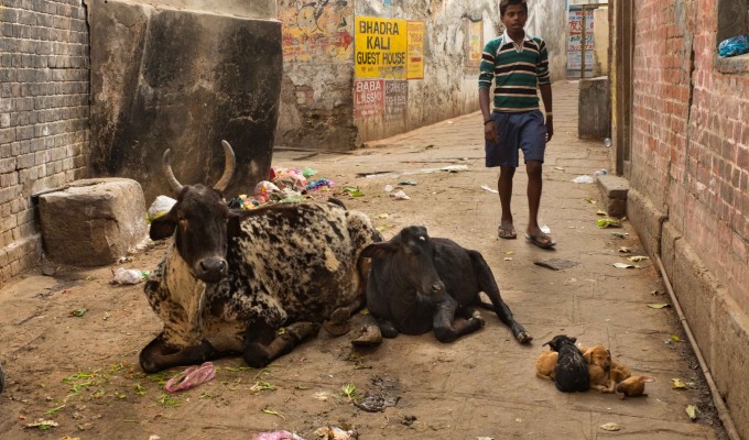 Varanasi – The spiritual base of Hindus, the toilet of Uttar Pradesh. Home to sacred cows, street dogs, burning corpses, fake baba’s, rented babies and shit.